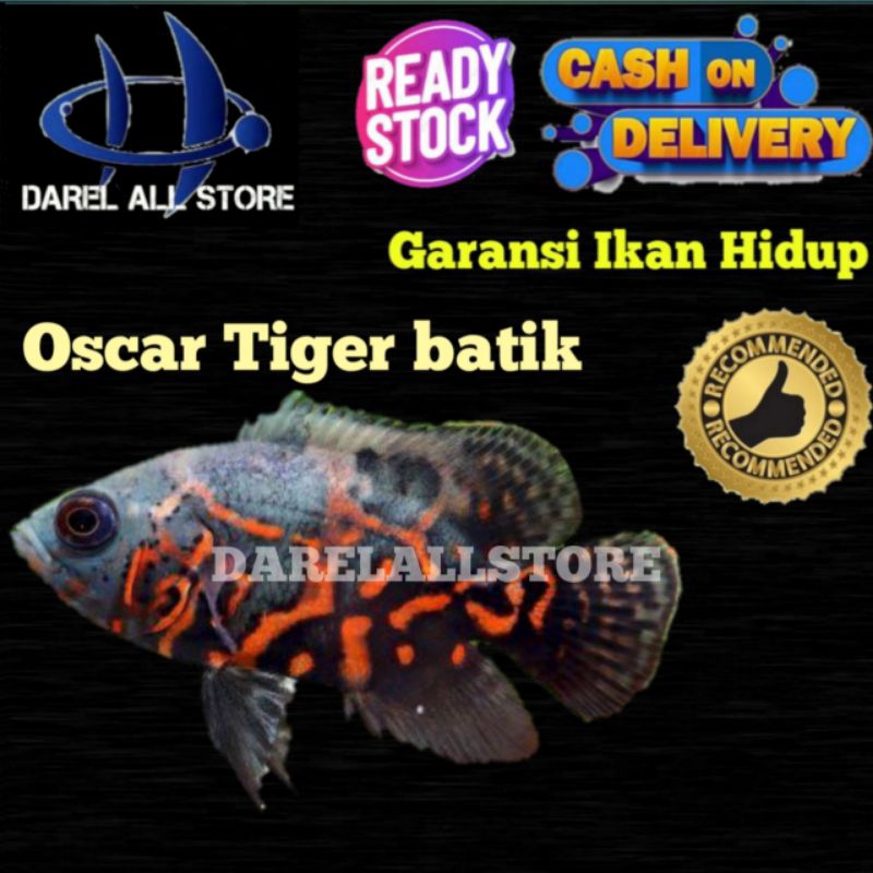 PROMO hemat isi 2 Oscar Tiger batik GOOD MARKING size 6-7cm