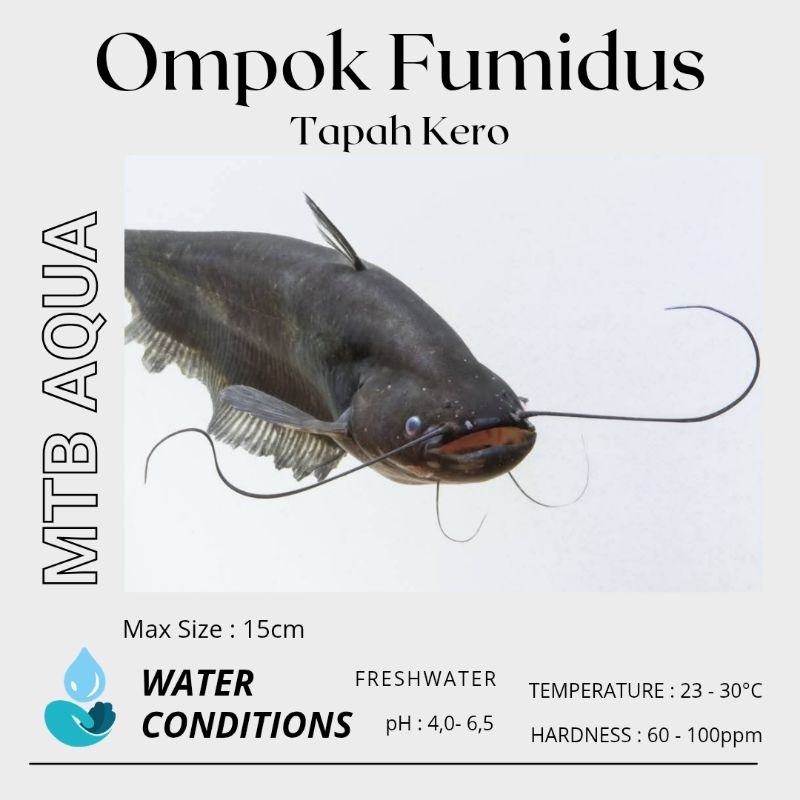 [LANGKA] Hiasan Aquascape | Tapah Kero (Ompok Fumidus)
