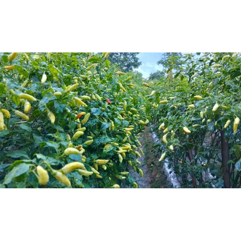 

cabai rawit super 250gr