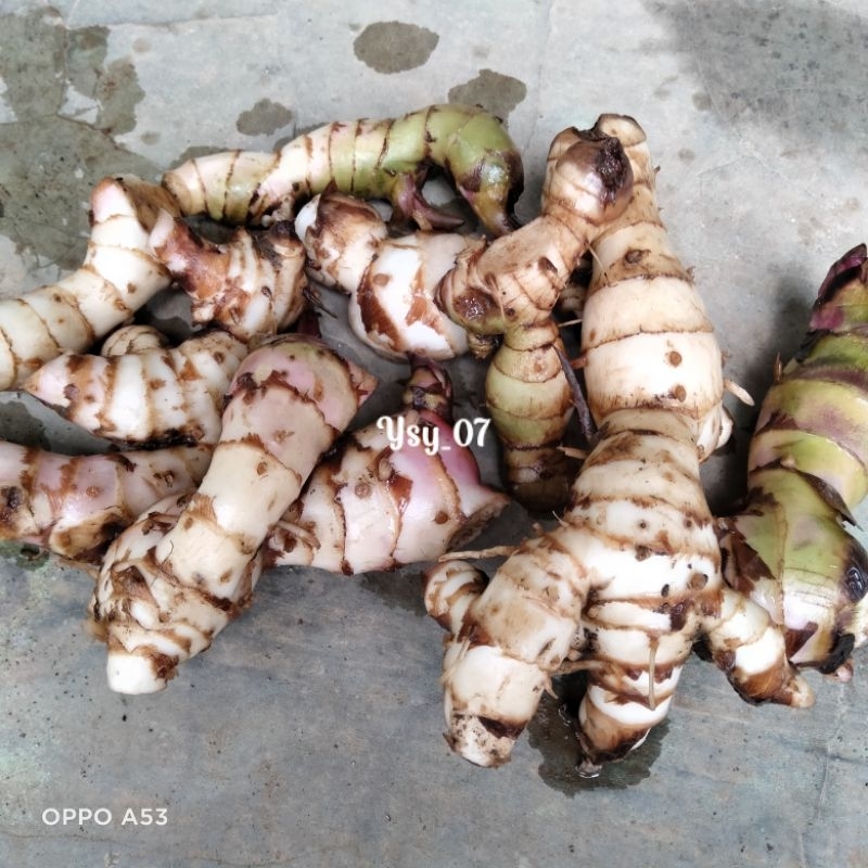 

umbi ganyong/ ubi ganyol 1 kg segar