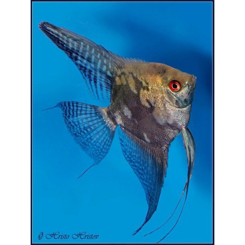Manfish Smokey 2.5 3 cm - AQUARIUM ETALASE