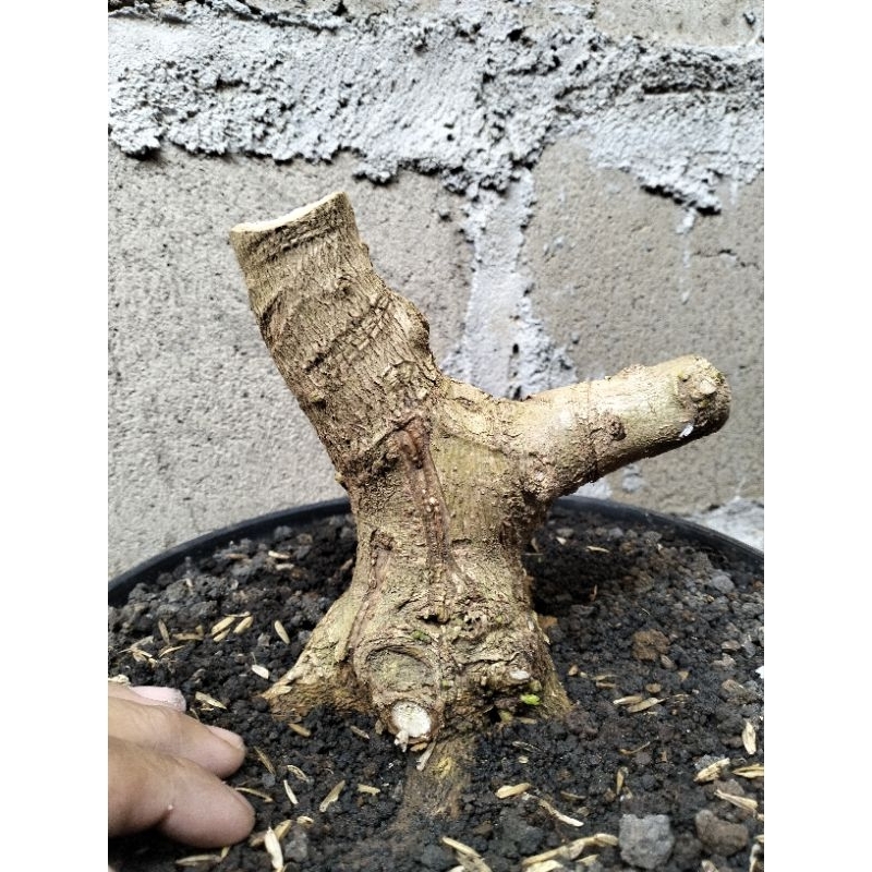 BAHAN BONSAI SANCANG ORI