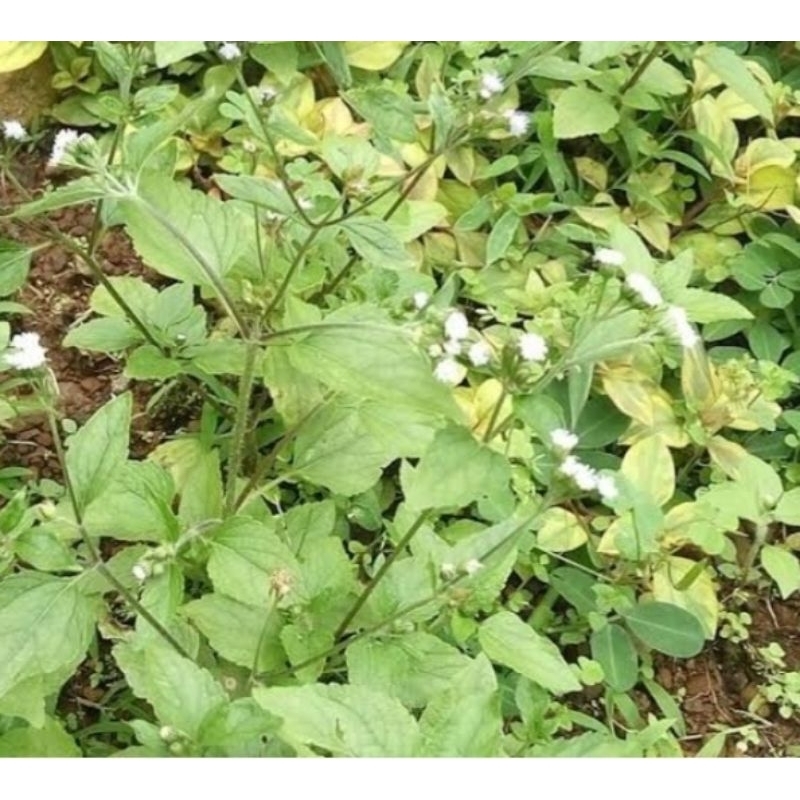 

Daun badotan hijau segar alami 500 gram