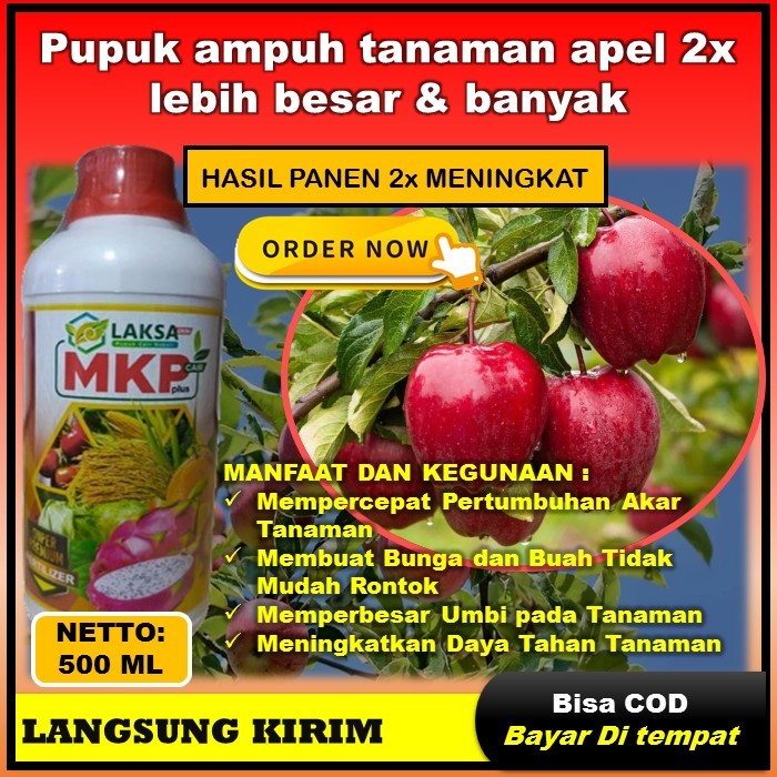 MKP LAKSA Pupuk tanaman apel - pupuk mencegah rontok daun & buah apel - pupuk boster buah apel yang 