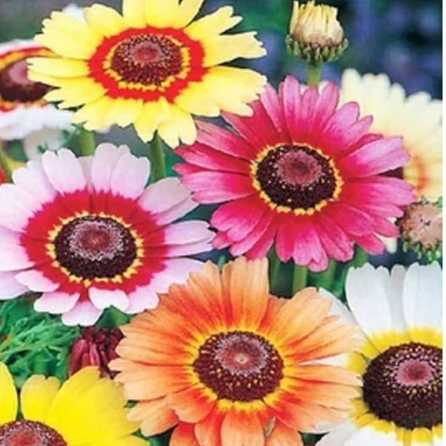 BENIH/BIBIT BUNGA KRISAN RAINBOW MIXED (15 BUTIR)