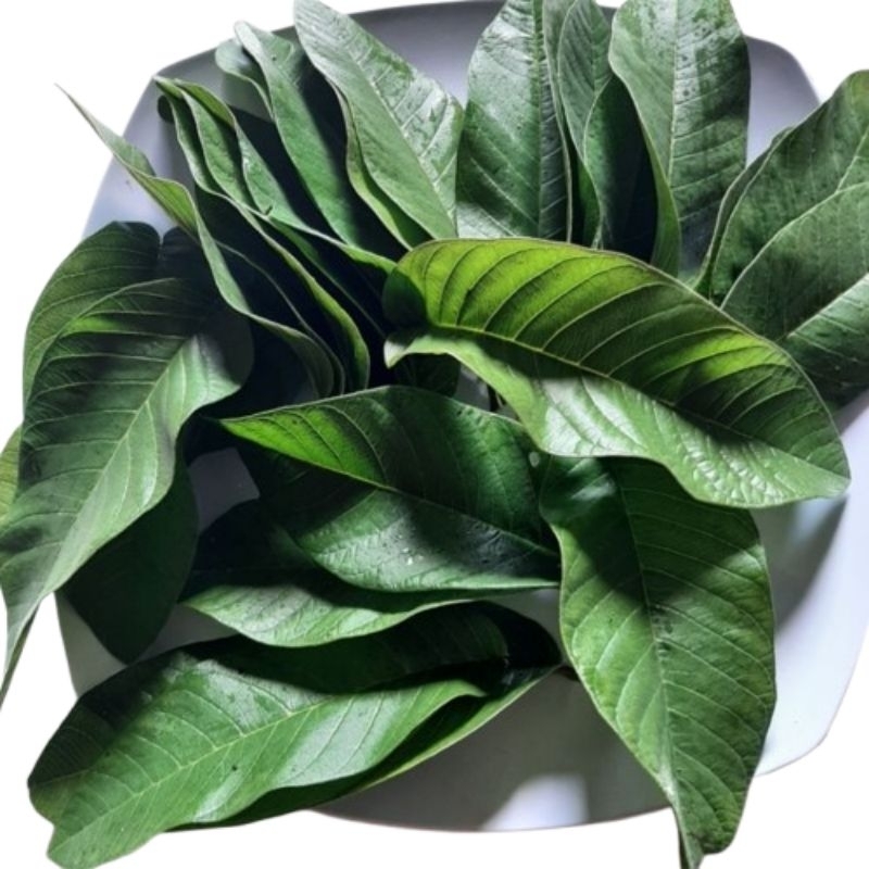 

Daun jambu biji fresh langsung di petik