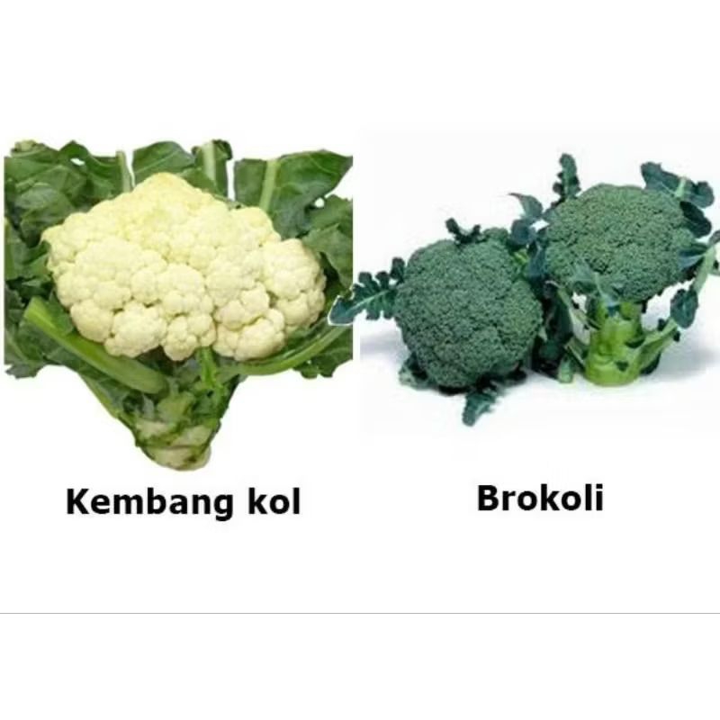 

Brokoli Dan Kembang Kol