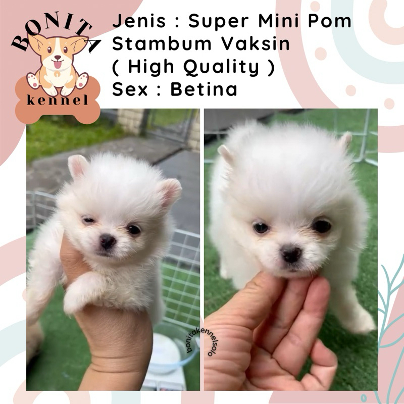 Super Mini Pom Stambum Snow White Sable Particolor Jantan Anak Anjing Minipom Mini Pomeranian