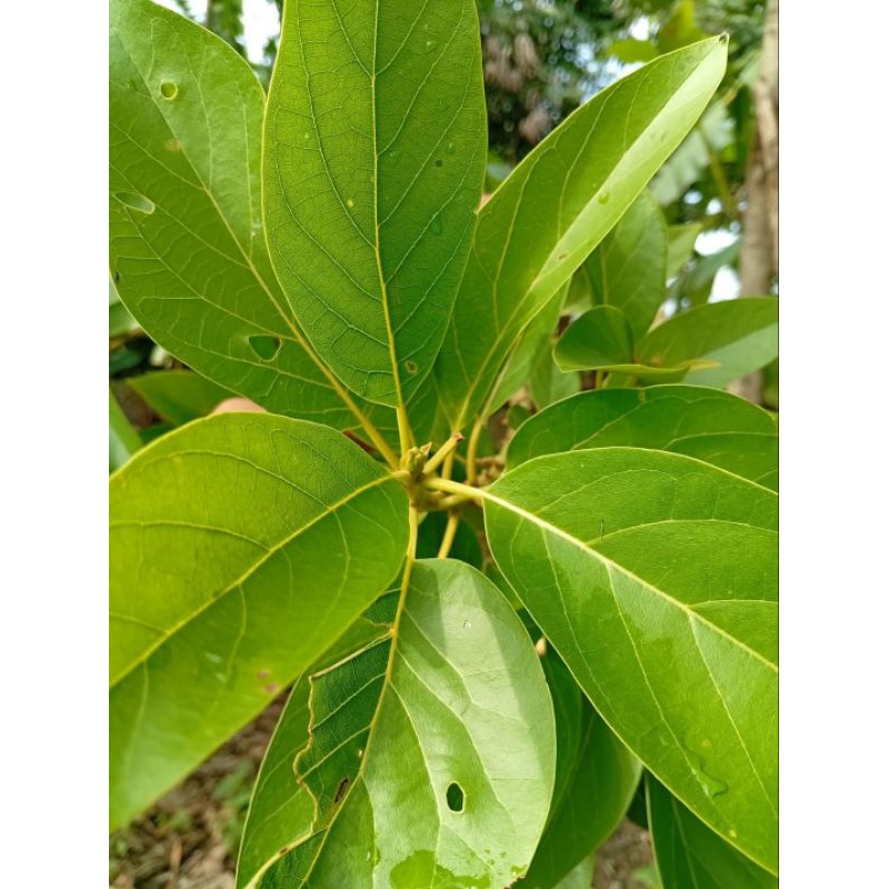 

Daun alpukat fresh 50 lembar / ramuan herbal mengatasi tekanan darah tinggi, di petik saat ada orderan