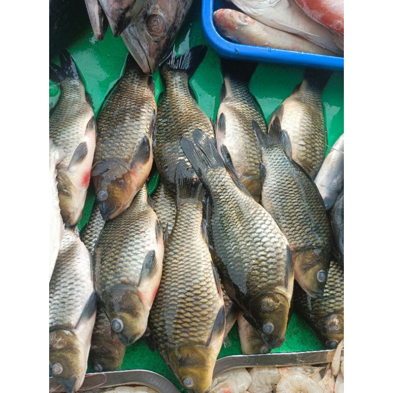 

ikan mas fresh seafood 1kg