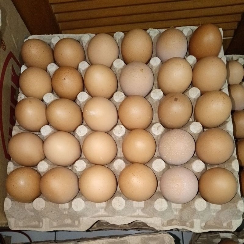

Telur Ayam Eropa 1 papan