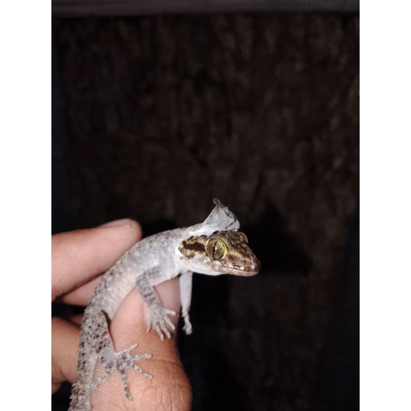 pakan burung cicak batu cyrtodactylus petani