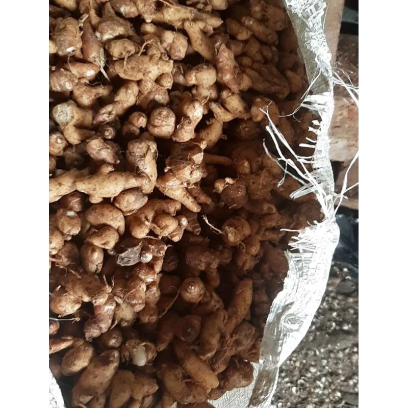 

kencur super asli banten 1kg pedas wangi