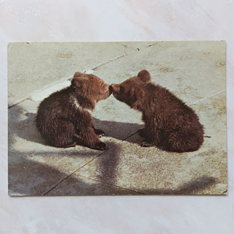 

Kartu Pos Swiss Jadul Foto Anak Beru4ng 1980 Terkirim - YN2365