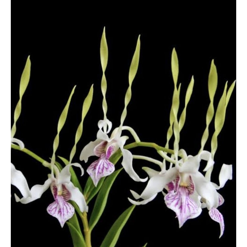 dendrobium antenatum rimbun