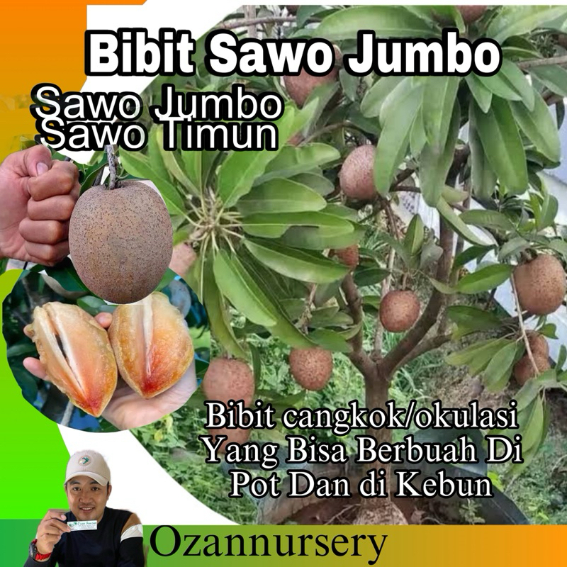 Bibit Sawo Jumbo dan Sawo timun cangkok/okulasi bisa berbuah di pot