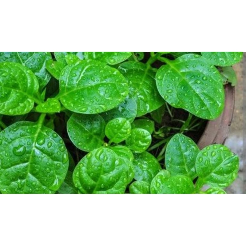 

daun gendola hijau 100 lembar