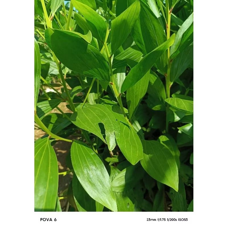pohon akasia magium daun lebar