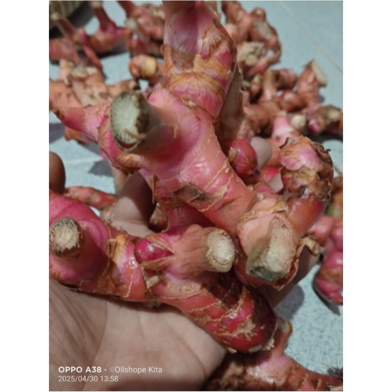 

Lengkuas Merah Bersih Sudah di Cuci 1KG