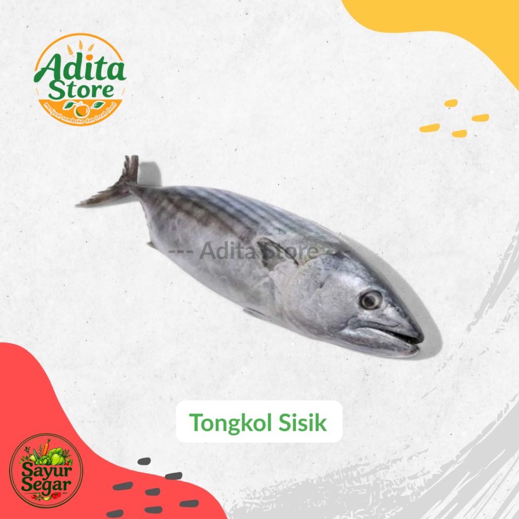 

Ikan Tongkol Sisik Fresh Murah