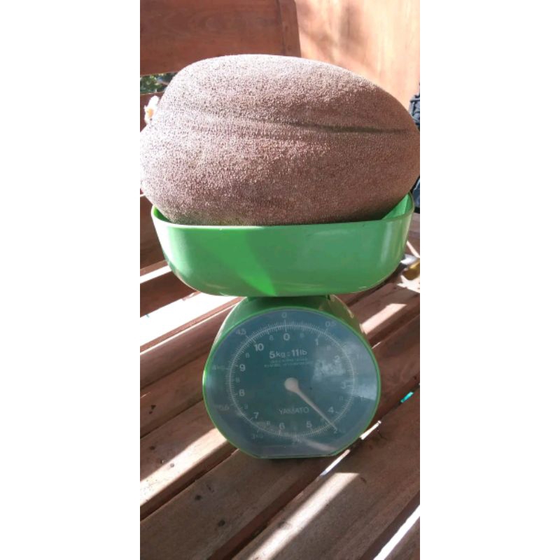 mamey sapote magana (fresh cangkok)