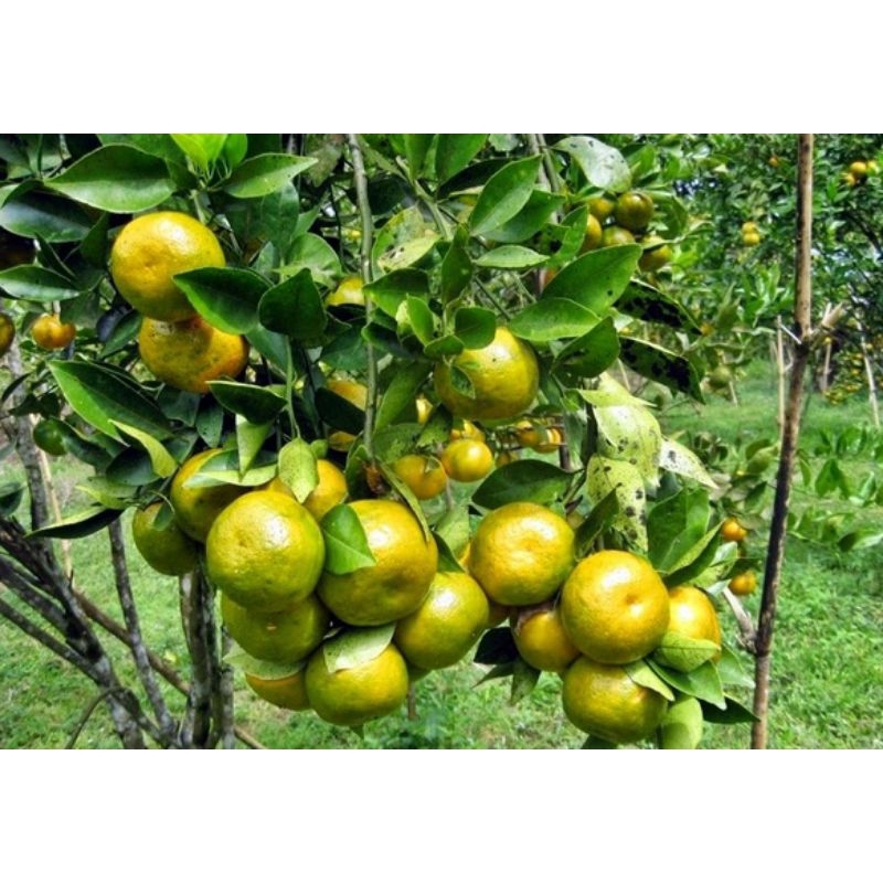 

buah jeruk keprok 1kg manis dan segar