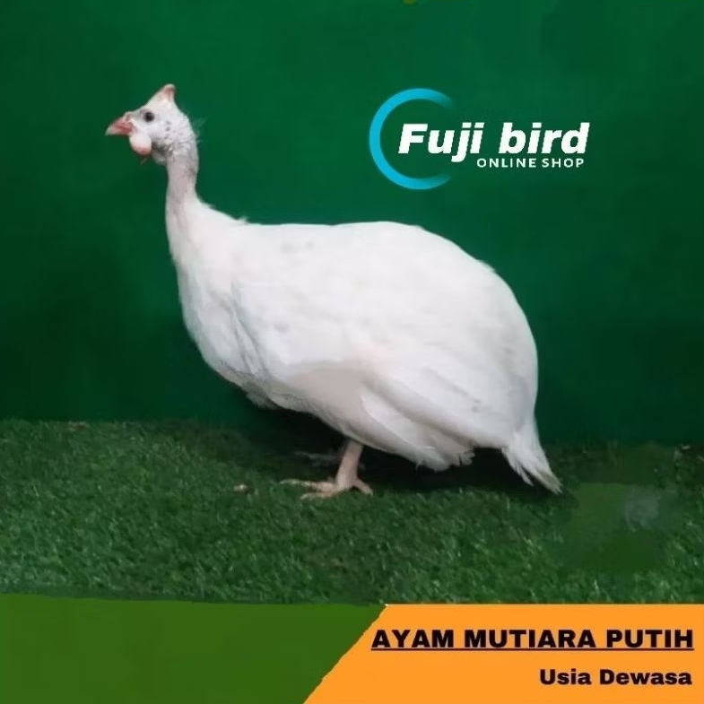AYAM MUTIARA PUTIH DEWASA PILIHAN AVIARY