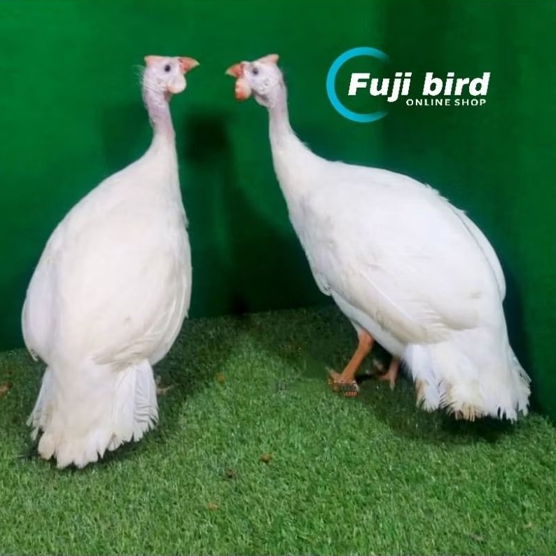 AYAM MUTIARA DEWASA SEPASANG PILIHAN AVIARY