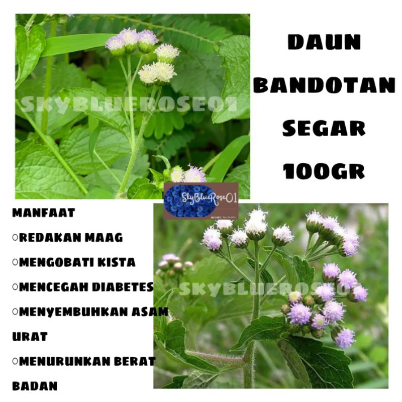 

HERBAL DAUN BANDOTAN SEGAR 100gr