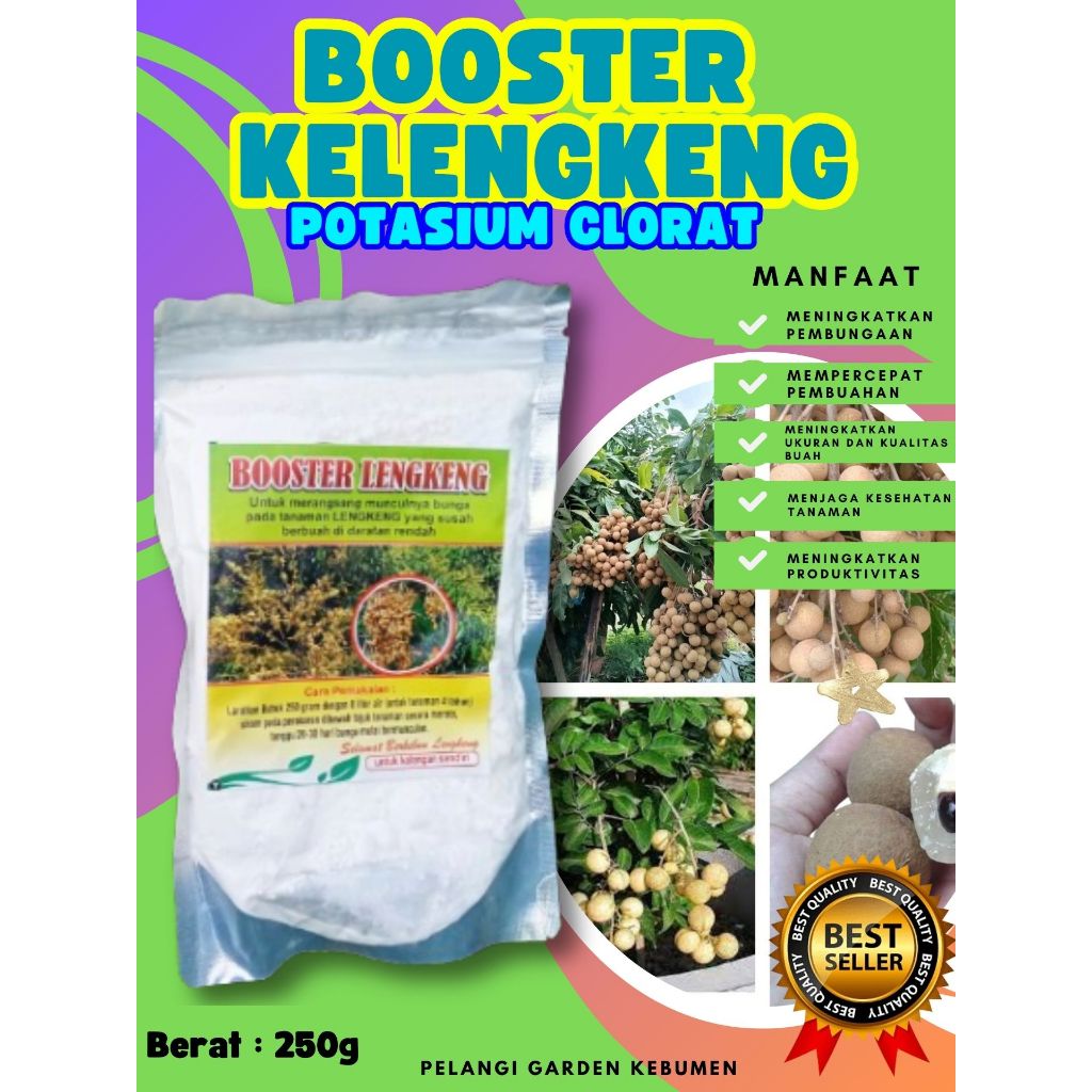 PROMO  Booster Kelengkeng Merah Cangkok Berbuah