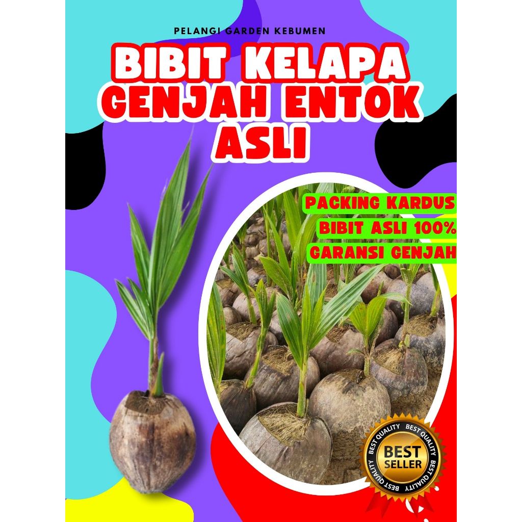 BIBIT PREMIUM.. Benih Kelapa Entok, Benih Kelapa Entok Genjah, Benih Kelapa Entok Super
