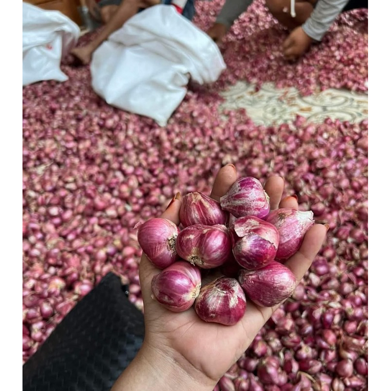 

BAWANG MERAH LOKAL TULUNGAGUNG JUMBO MURAH 500gr