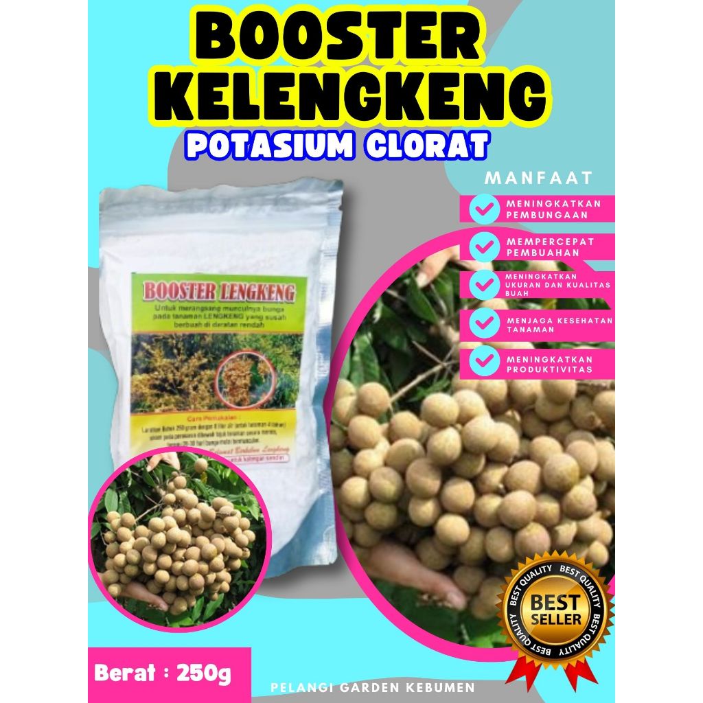 TERLARIS  Pupuk Buah Kelengkeng Sudah Berbunga, Pupuk Buah Kelengkeng Siap Berbuah
