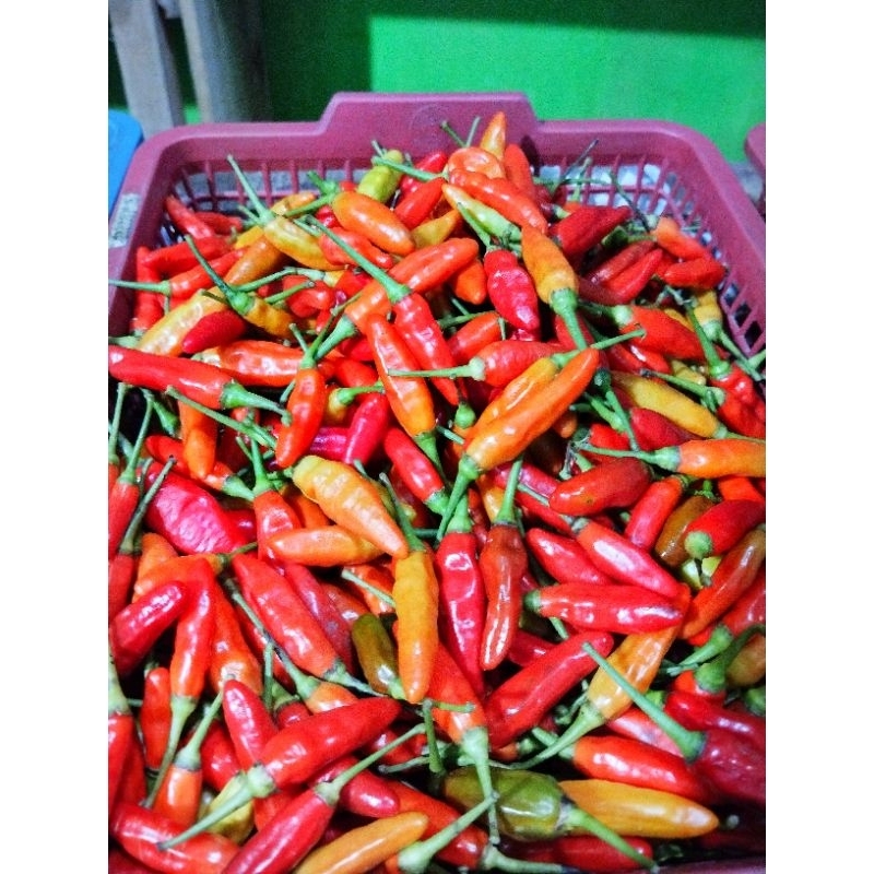 

cabe rawit ori