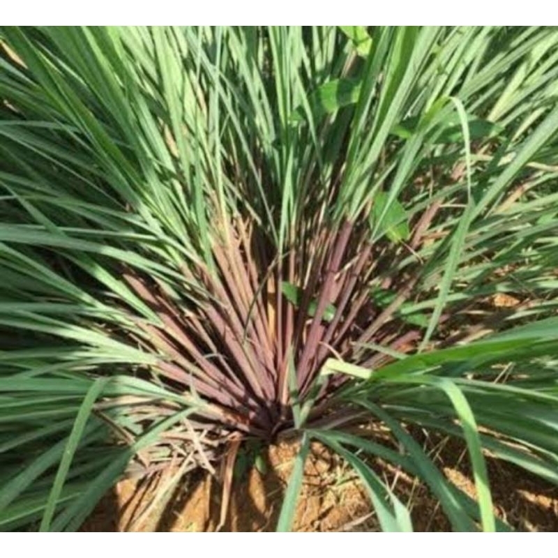

Daun sereh merah daun sereh wangi sereh Lanang segar 500 gram