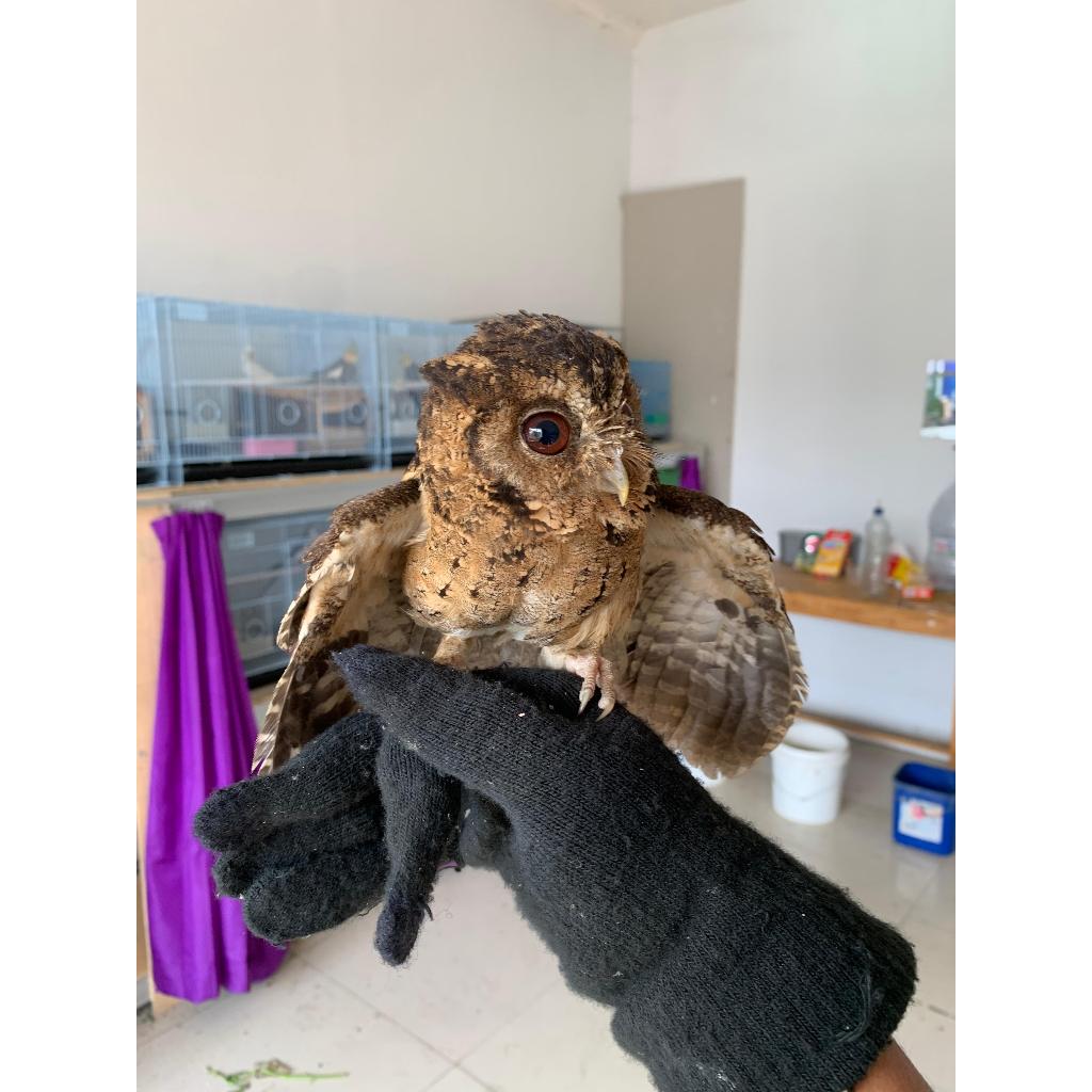 Burung Hantu Mini lokal Jinak