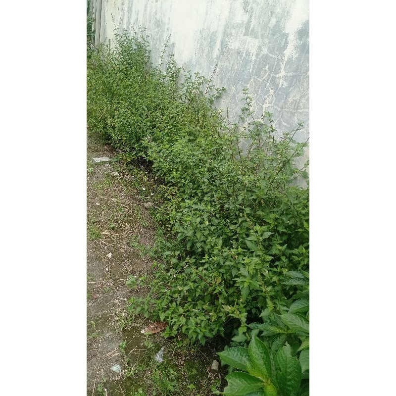 

daun kumis kucing segar 100gr