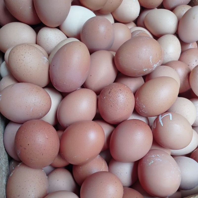 

Telur Ayam.telurAyamFresh