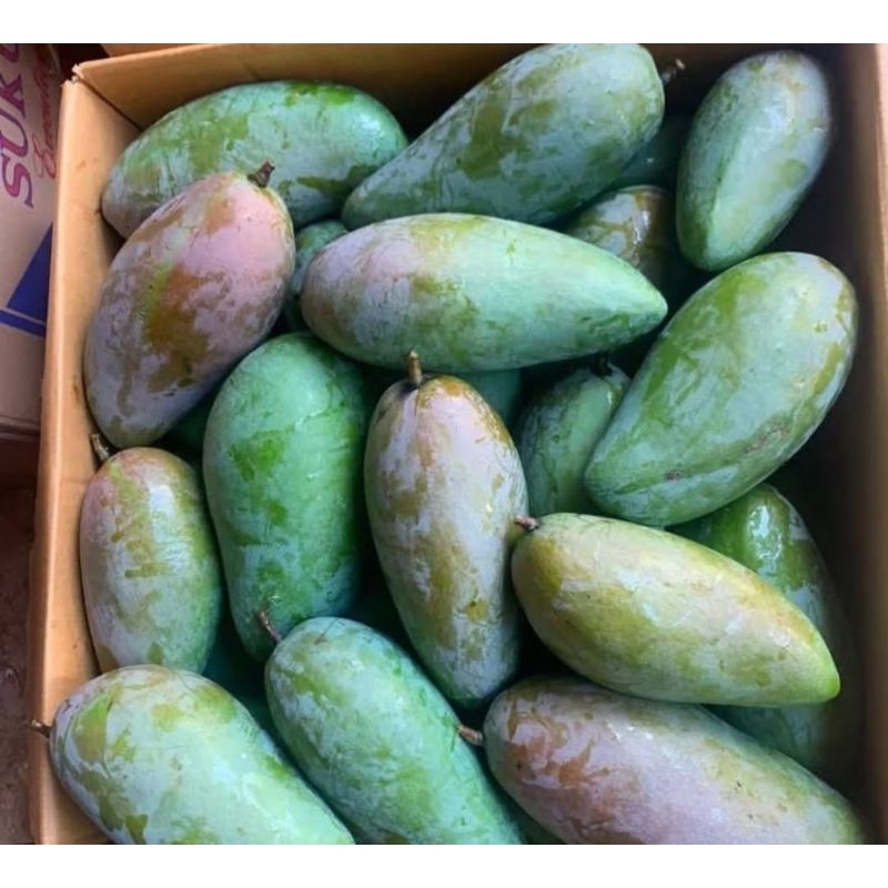 

Mangga Kiojay