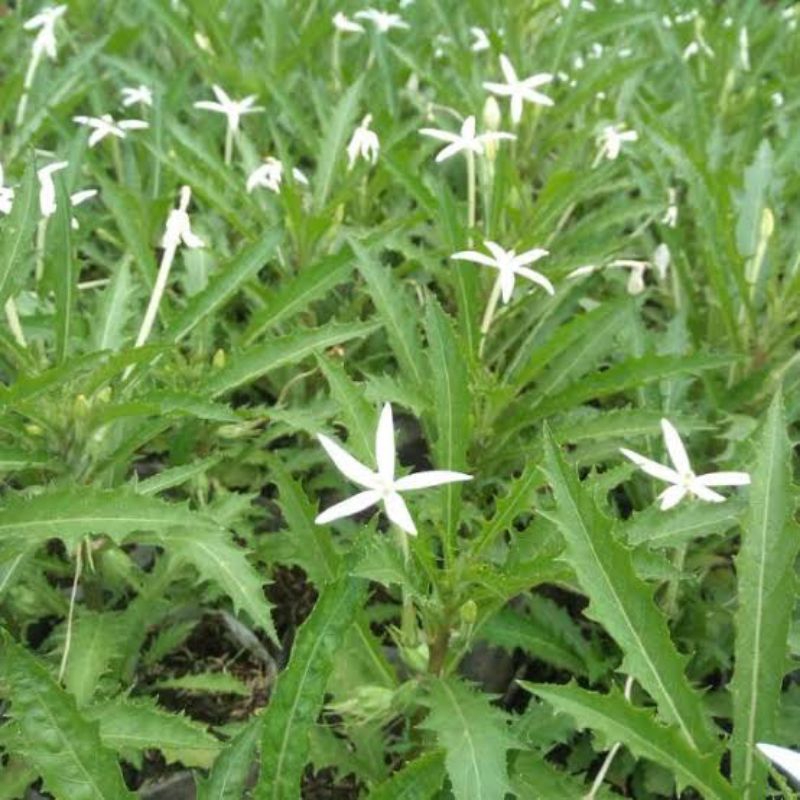 

Jual Daun dan Bunga Korejat