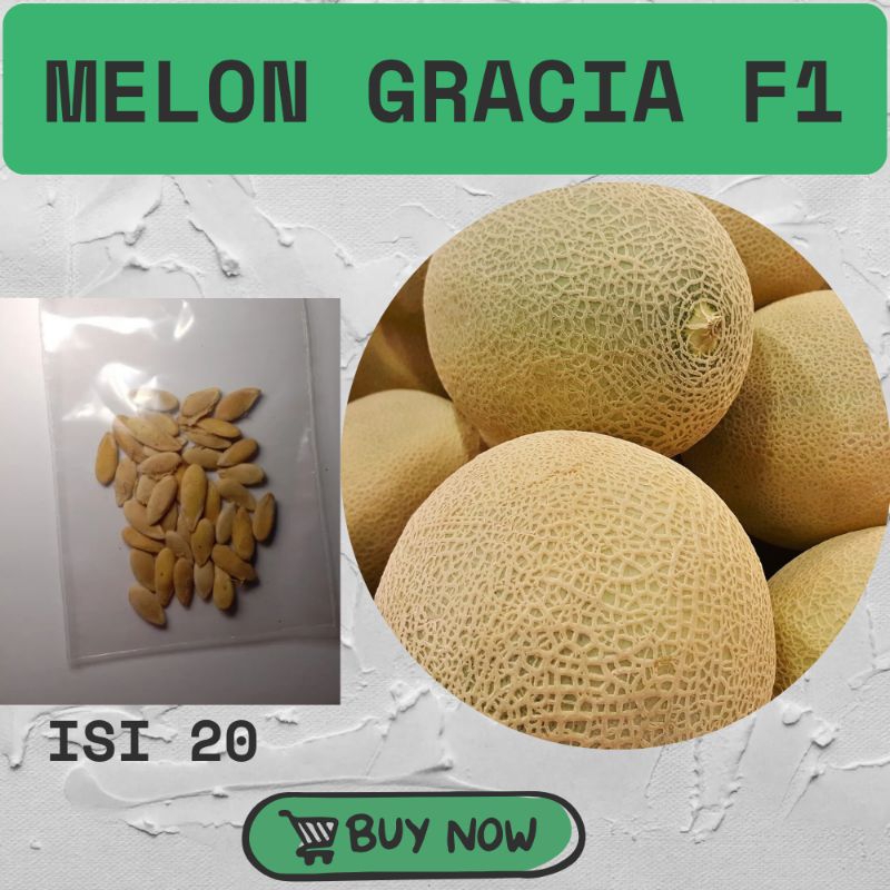 Bibit melon F1