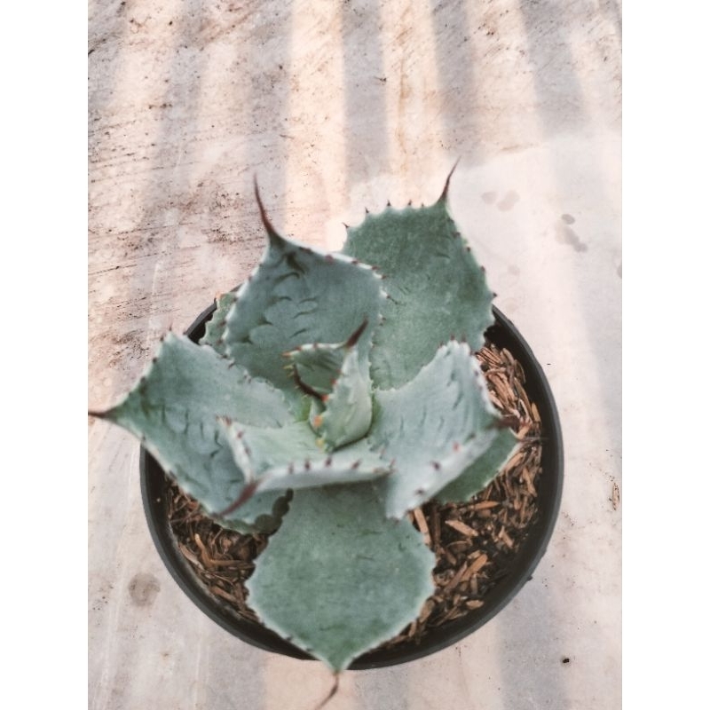 Agave Tredwine blue