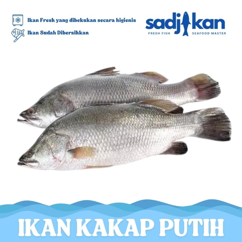 

Ikan Kakap Putih Fresh Frozen