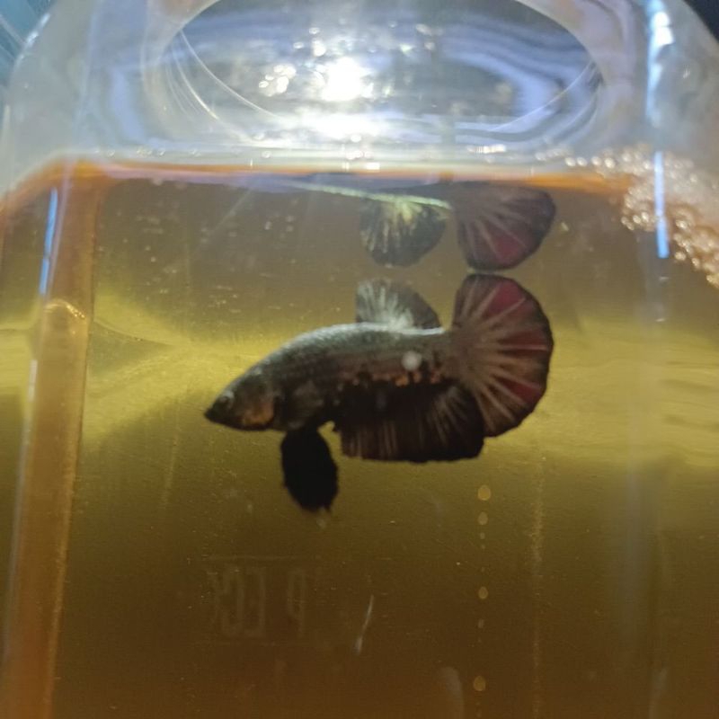 IKAN CUPANG PLAKAT BLACK SAMURAI