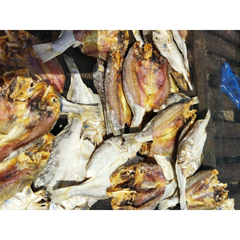 

sileman belah/ikan sileman belek 1000 gram