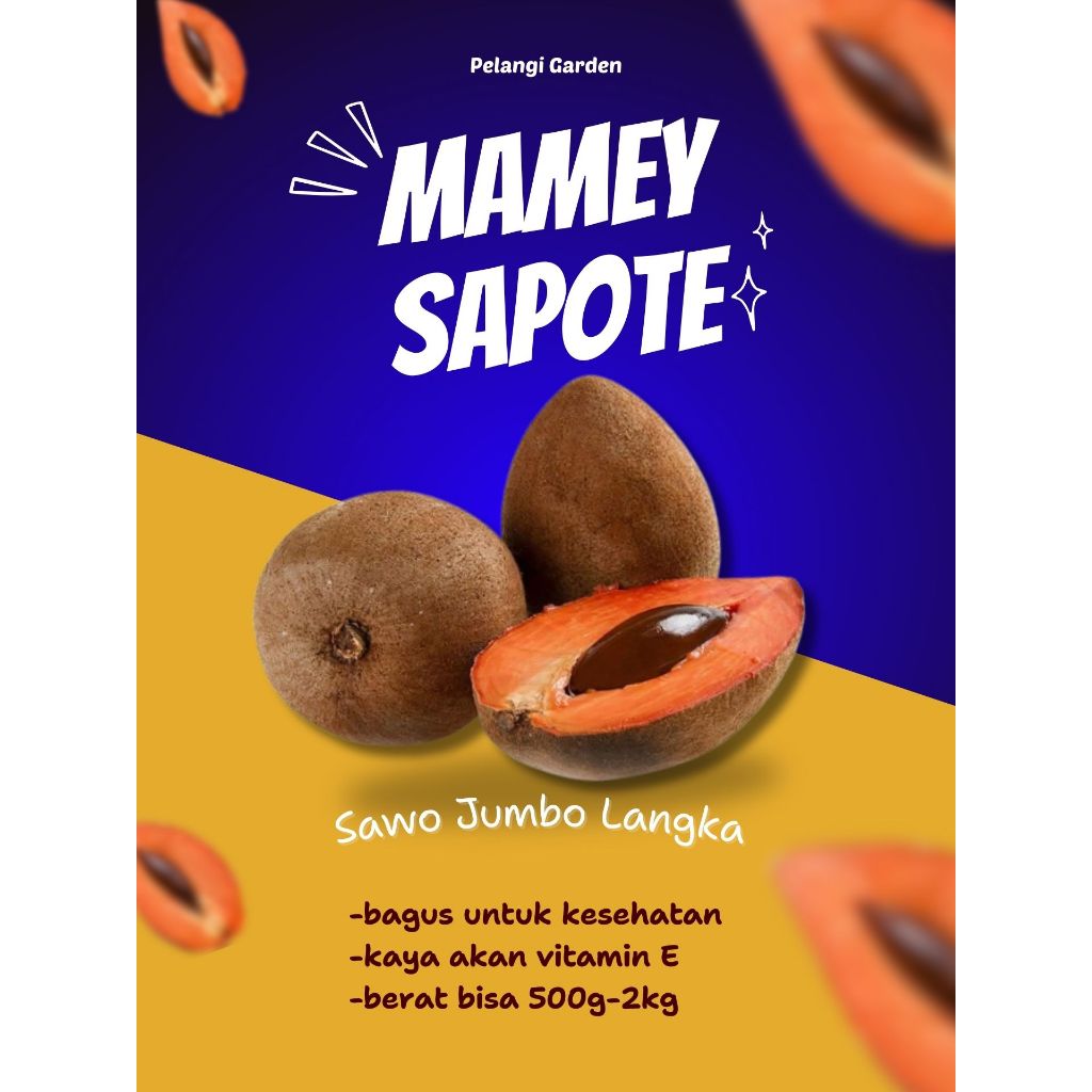 

PALING DICARI !! Sawo Jumbo Meksiko