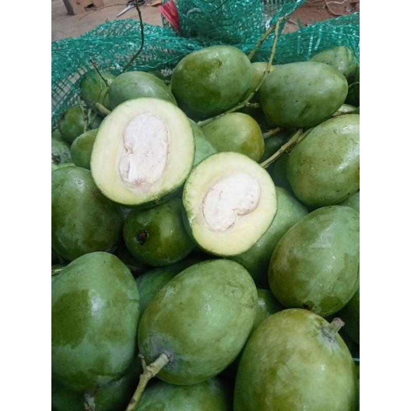 

mangga cupu mangga kecil mengkel dan muda isi 8,10 buah