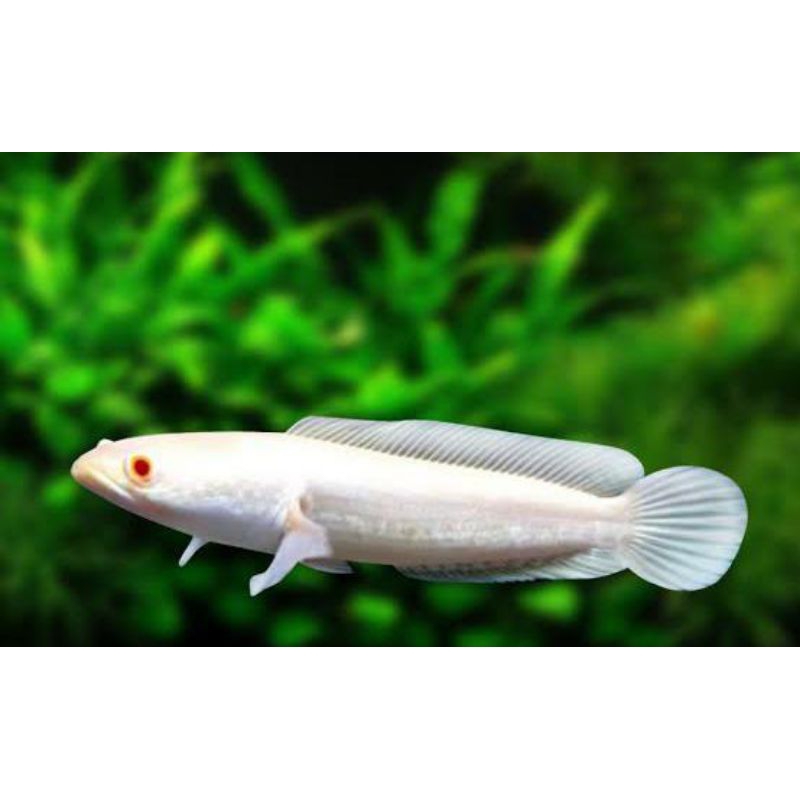 Dekorasi Hiasan Aquarium Cha na Striata Albino (KHUSUS INSTAN)