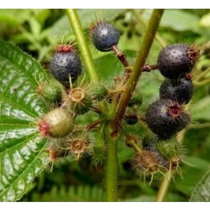 

Jual buah harendong bulu buah senduduk bulu segar-az