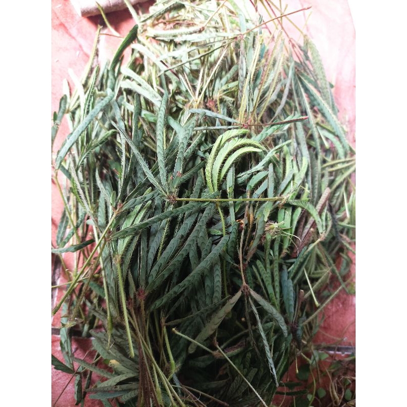 

Putri malau daun segar herbal per 1 kg